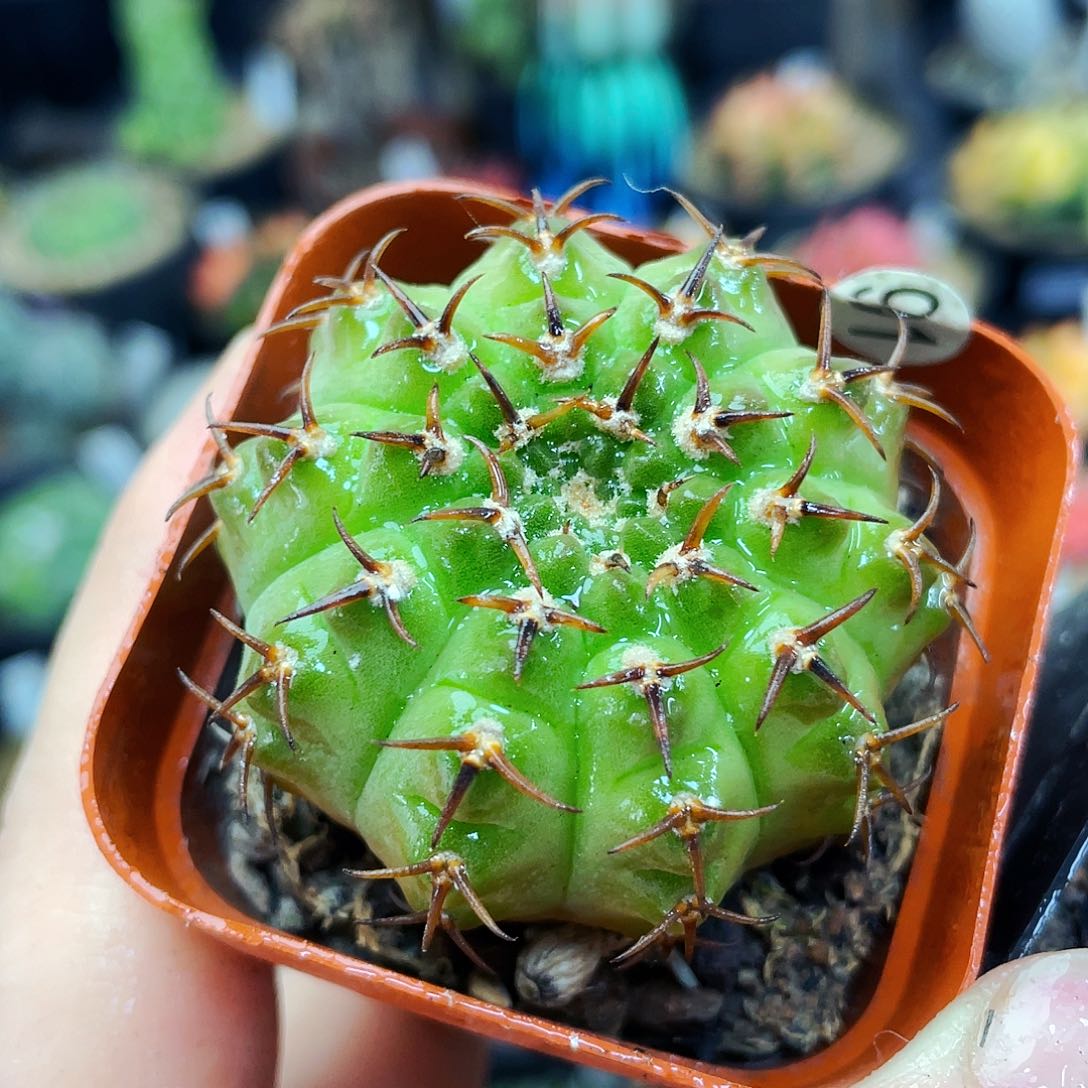 非偏远地区满25包邮仙人球