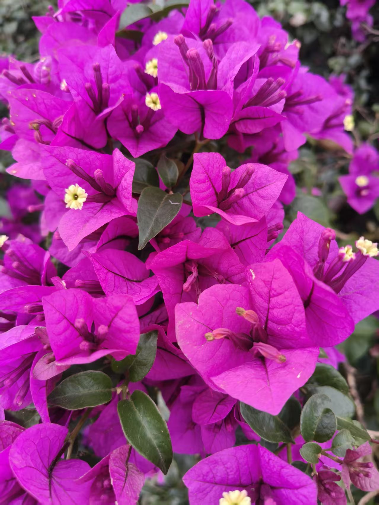 三角梅云南紫四季开花室内外爬墙盆栽