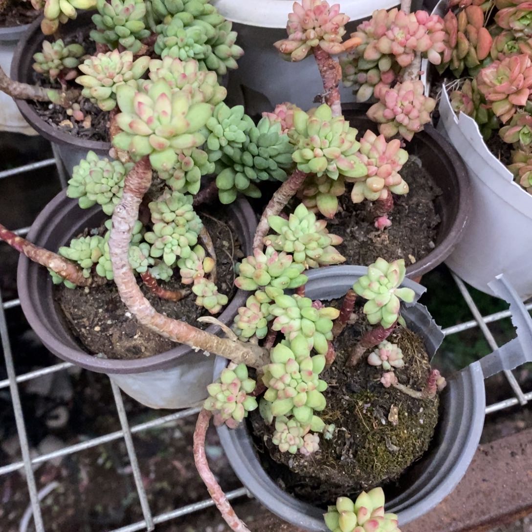 龙骨玉坠整桩三盆，90杯