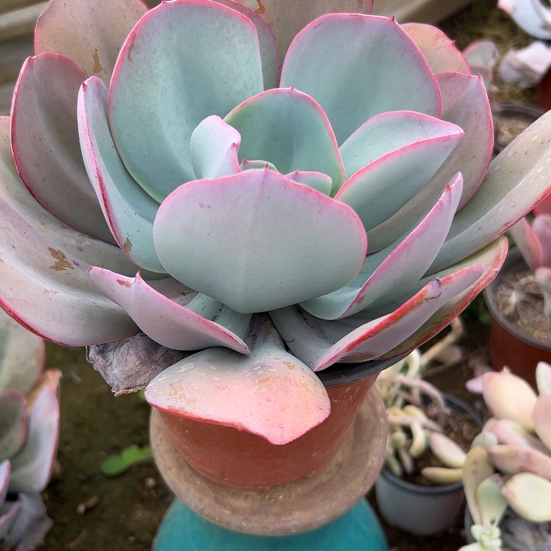 多肉植物布鲁克林蓝