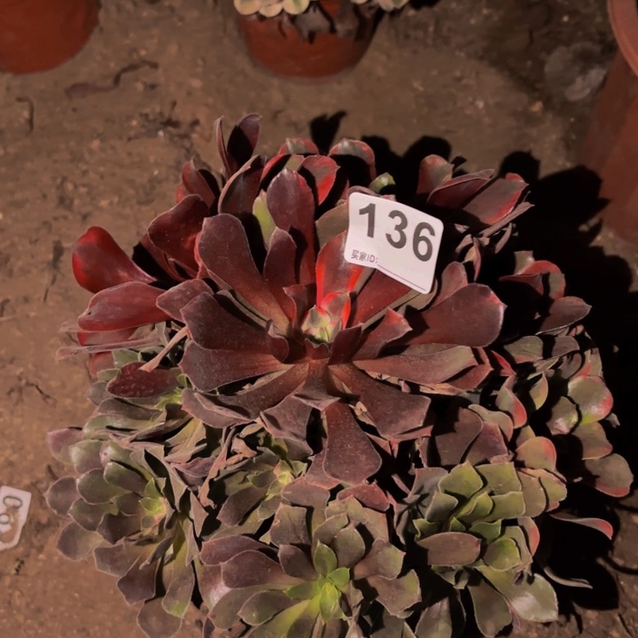 136美杜莎七彩多肉植物不售后
