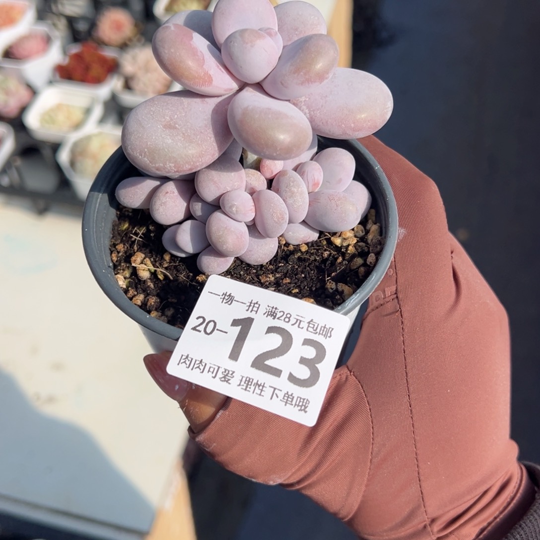 奶酪多肉多肉多肉多肉