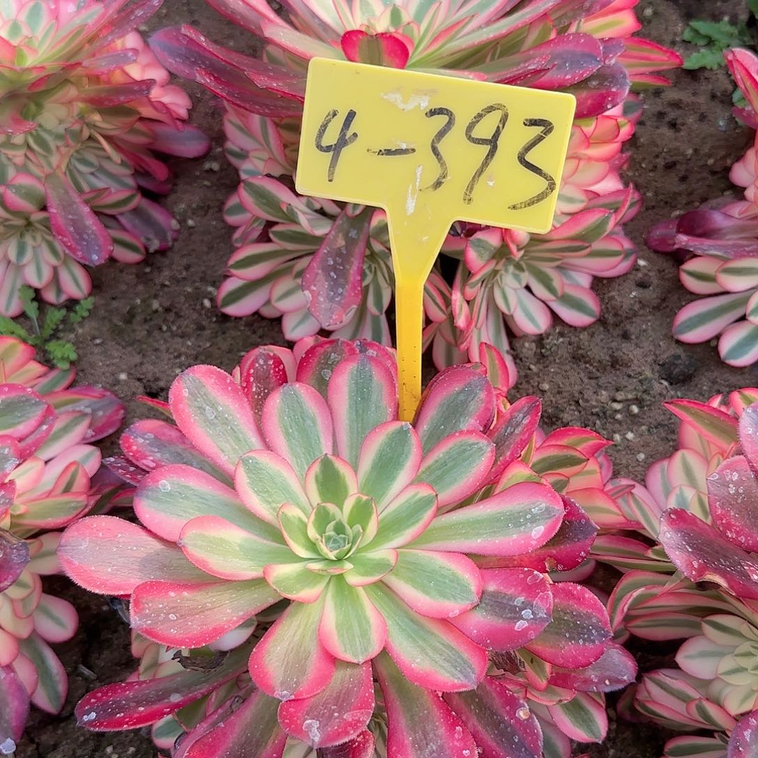 4-393---多头多肉植物