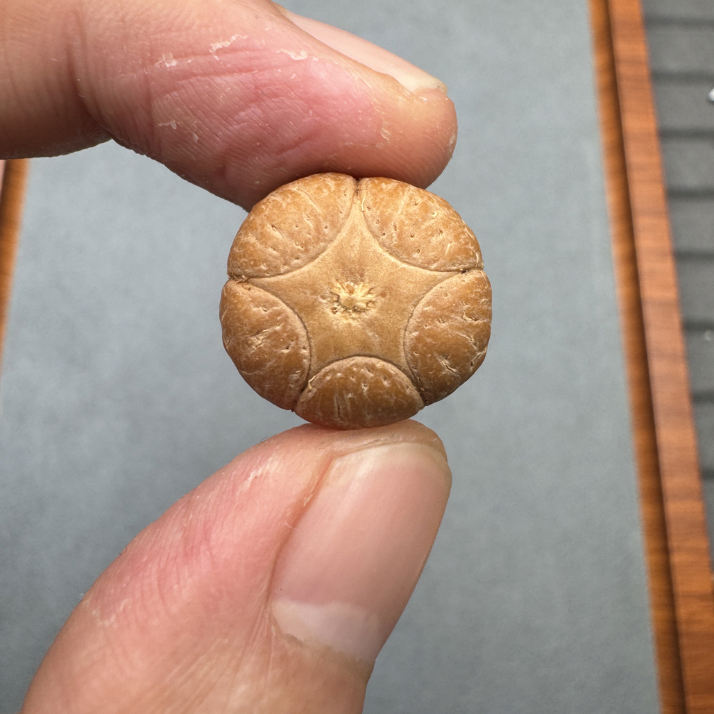 18+尼泊尔梅花五星上将菩提凤眼三通佛头，非质量问题开孔不退