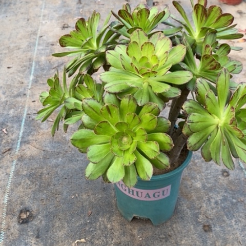 ｖ锦15多肉植物法师