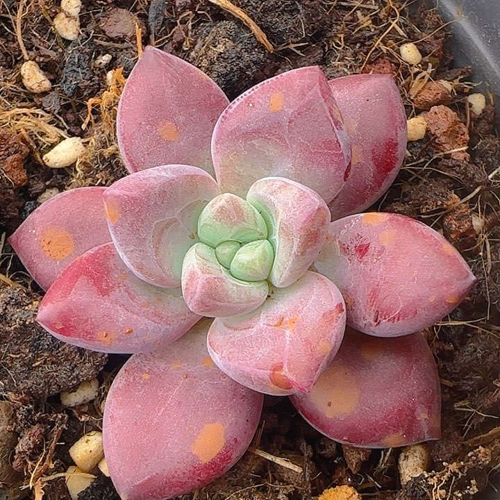 赫菲虞968多肉植物