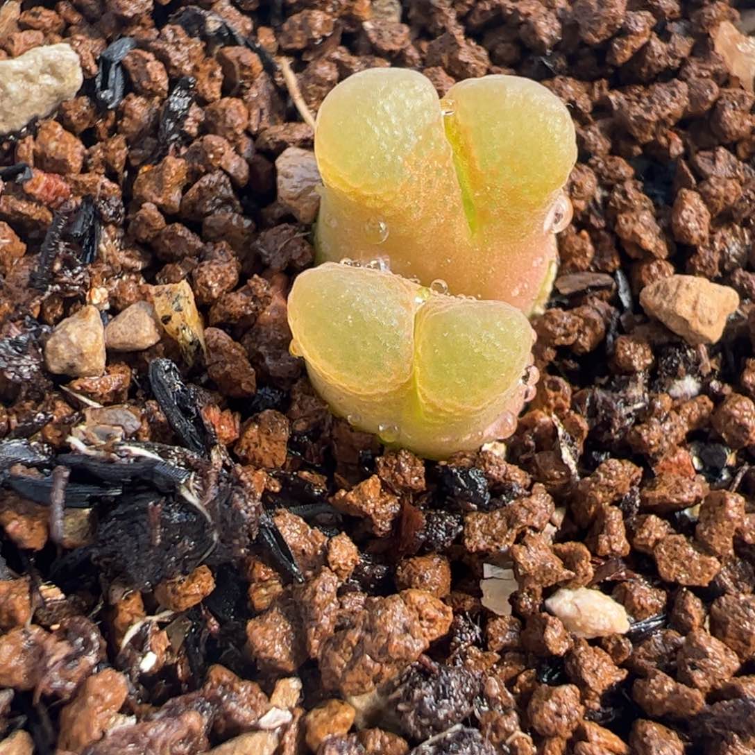 453多肉植物百科