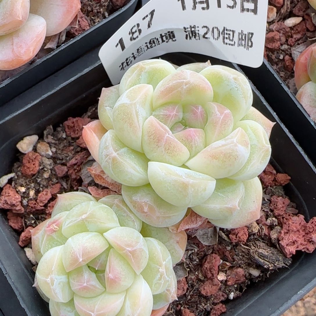 花语逸镜0113-187