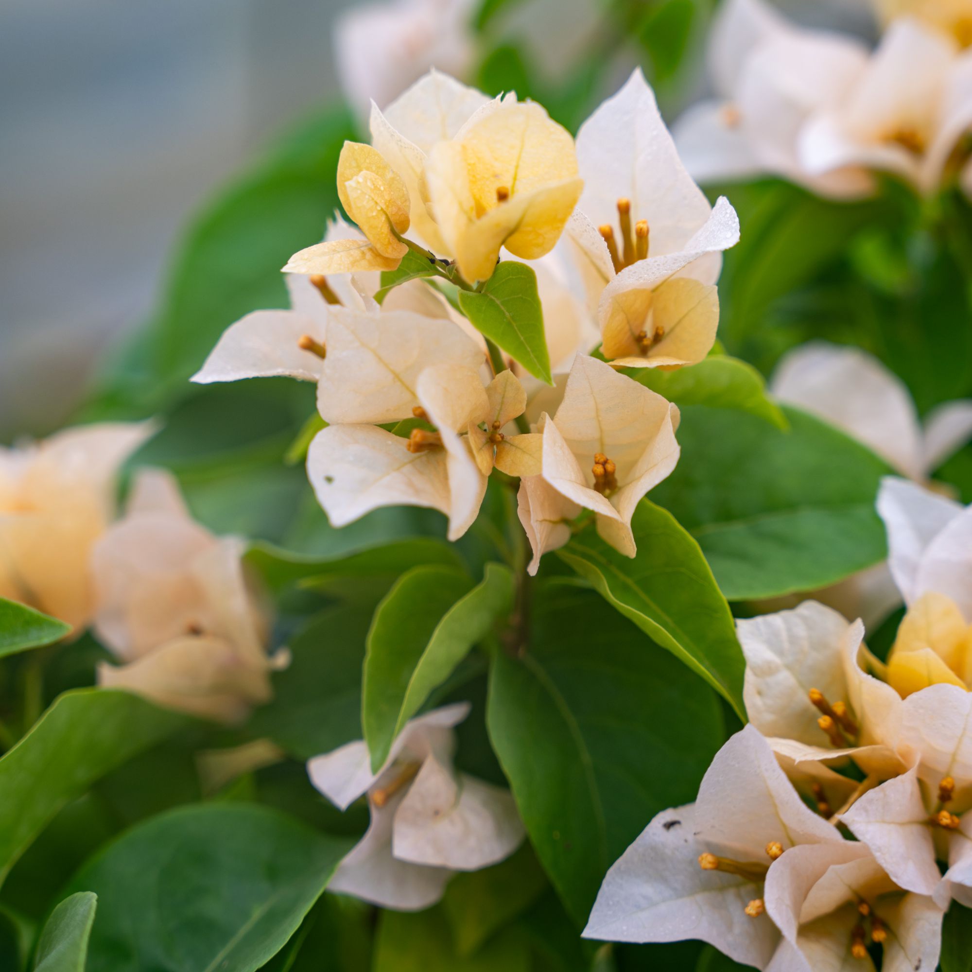 【黄女郎 】三角梅爆品爬藤原盆原土绿植盆栽四季开花