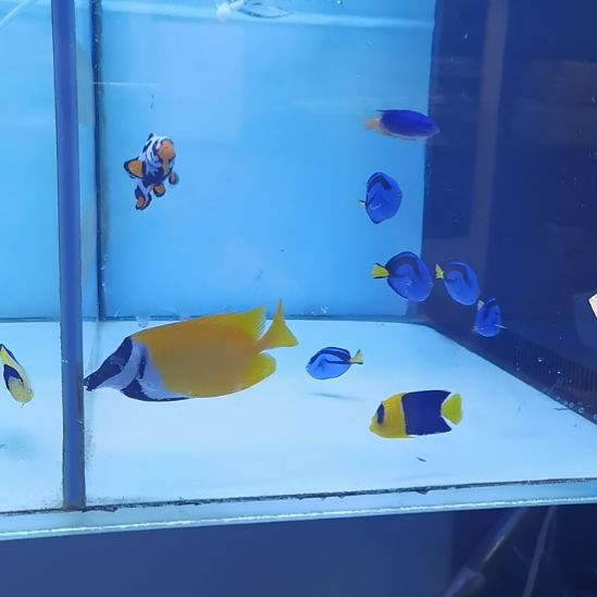 4蓝吊海水鱼一条哈