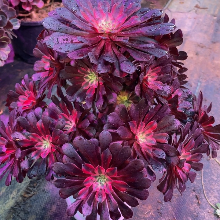 麻**坊613黑铜白精品法师老桩