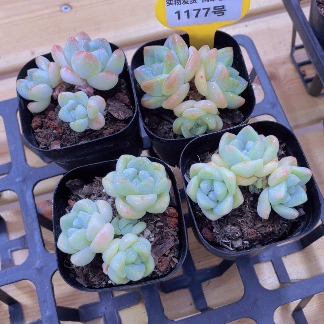 1177号 多头翠玉群捡漏一个