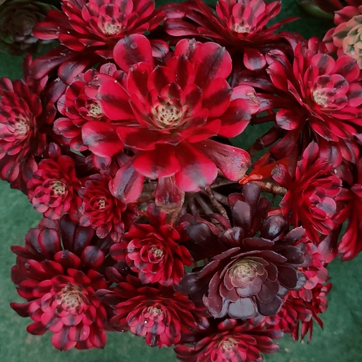 法师好看也好养美极