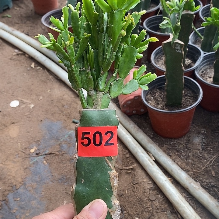 无花朵瑕疵苗028，502号新疆不包邮