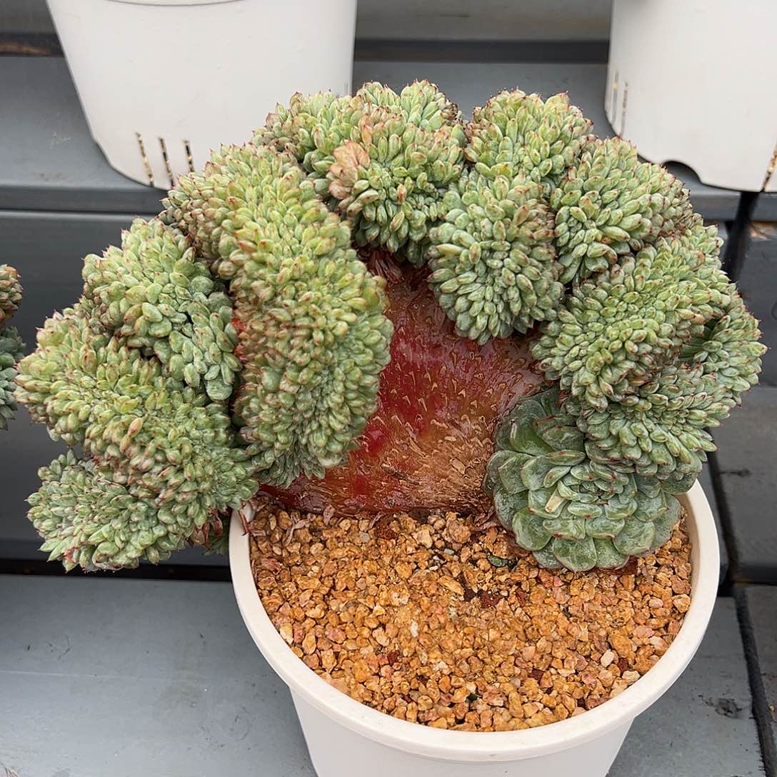 524-17白胖子缀化