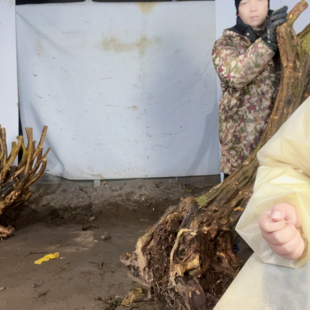 映山红留***。映山红盆景艺术