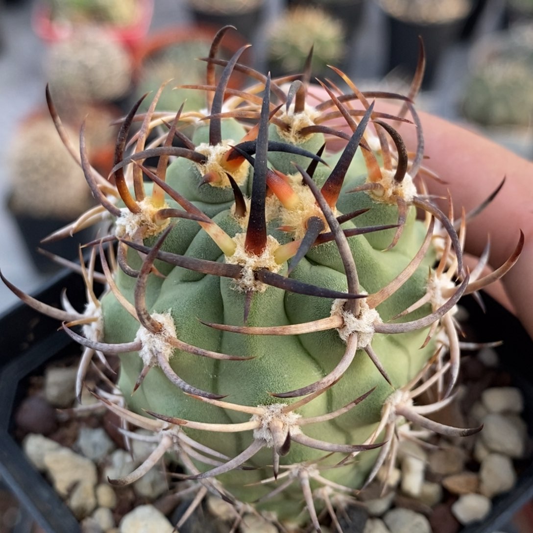 植播园艺优选黑曜玉