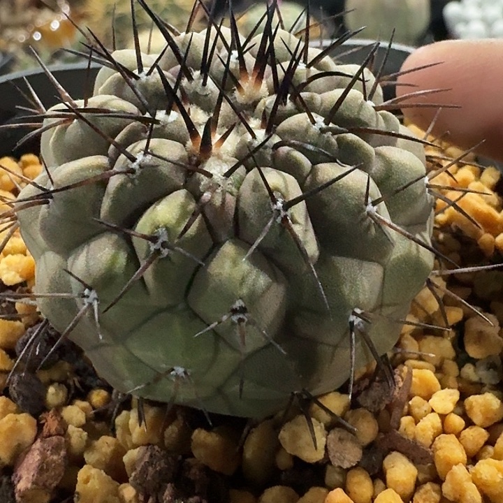 孤龙实生仙人球多肉