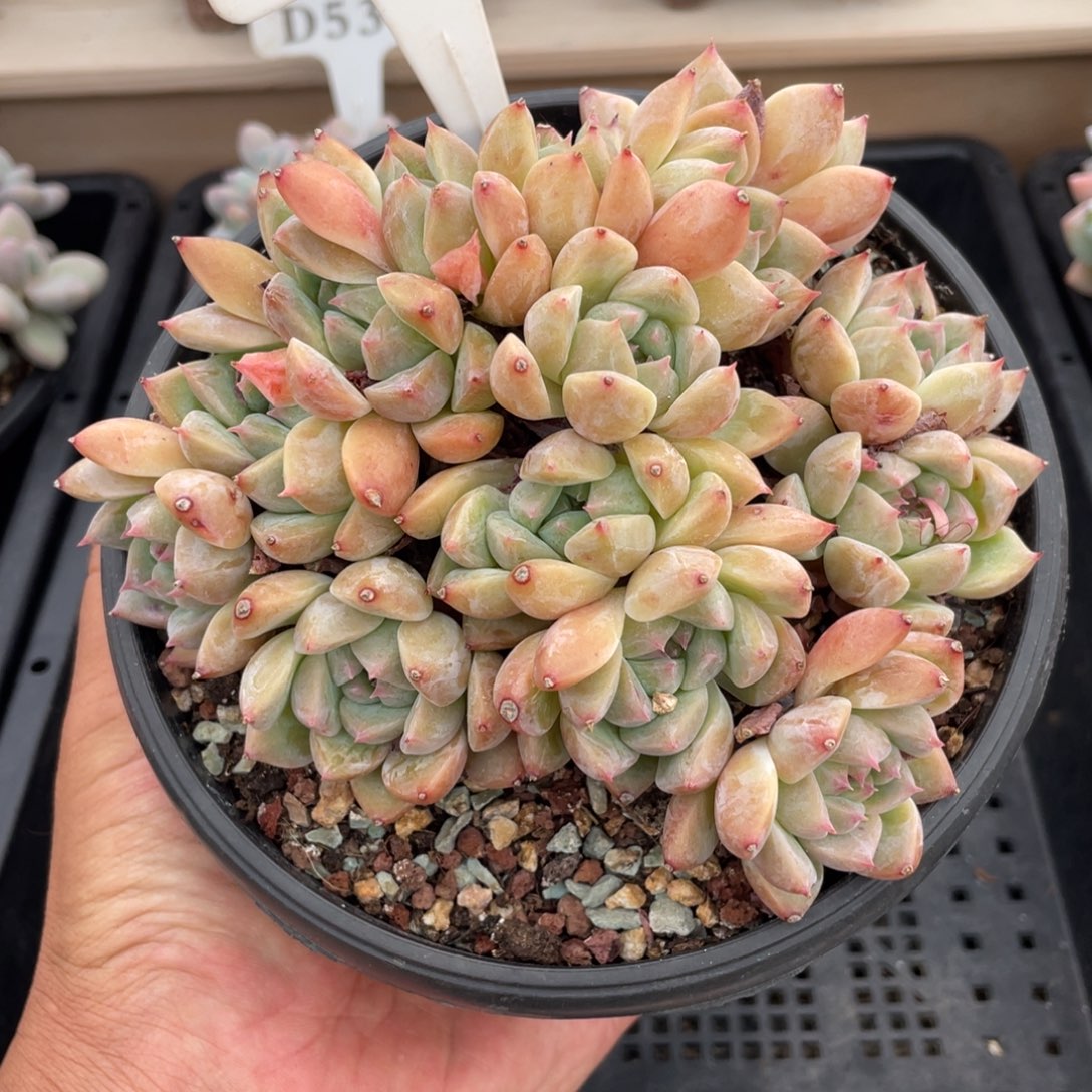 064霜花不带盆14厘米