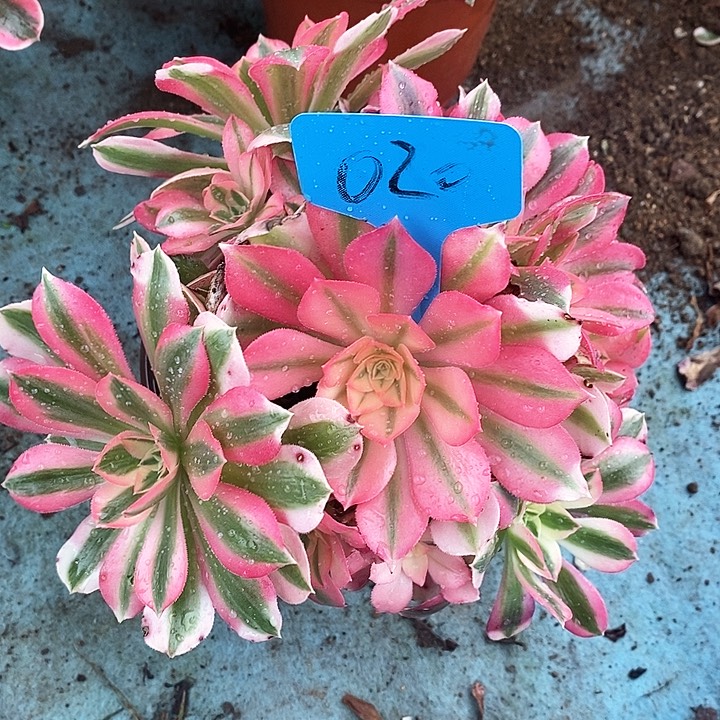 020 一颗粉女巫法师多肉