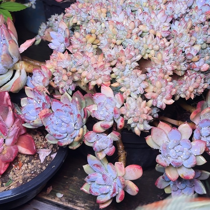 三****多肉植物的植物形态