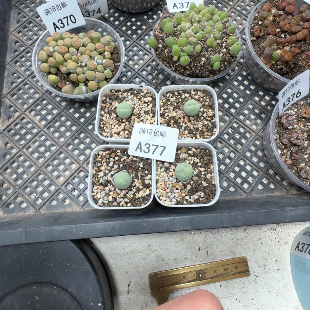 A377 鸽子蛋四颗