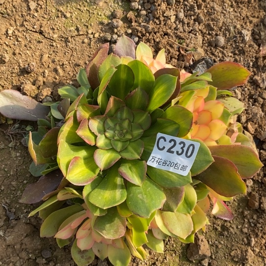 230绍修七彩多肉植物