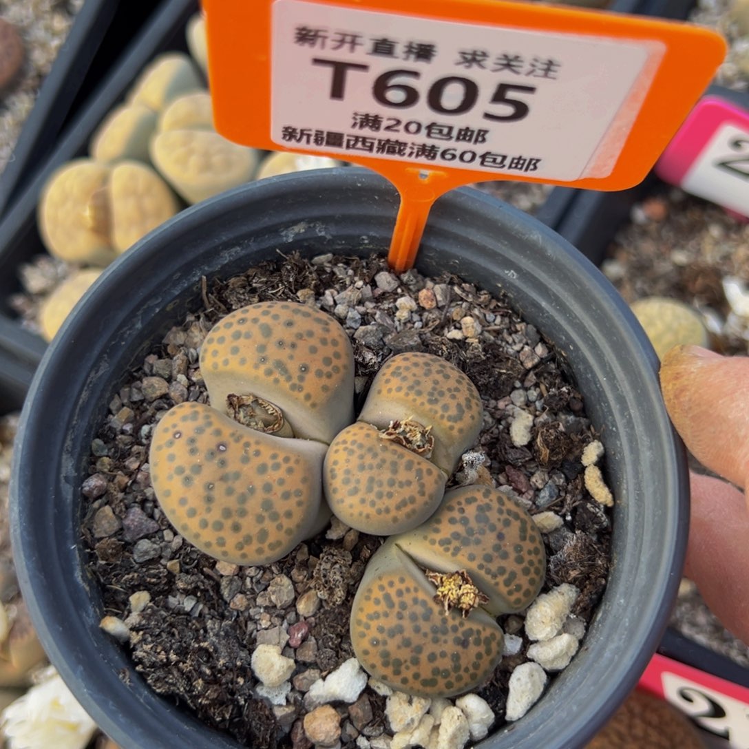 605 一物一拍，默认有伤，介意勿拍，不退不换