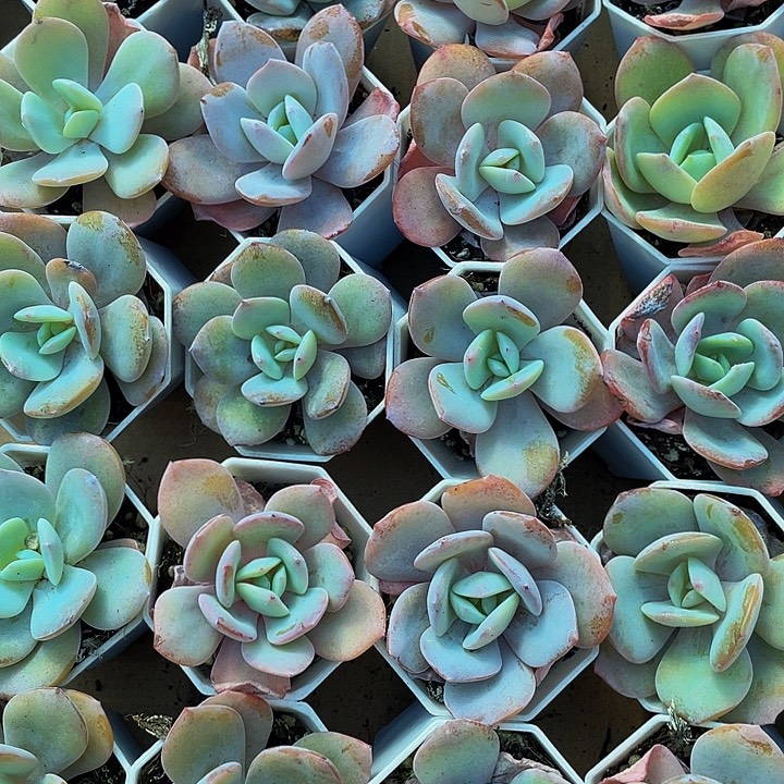 八角盆奶茶带盆土发