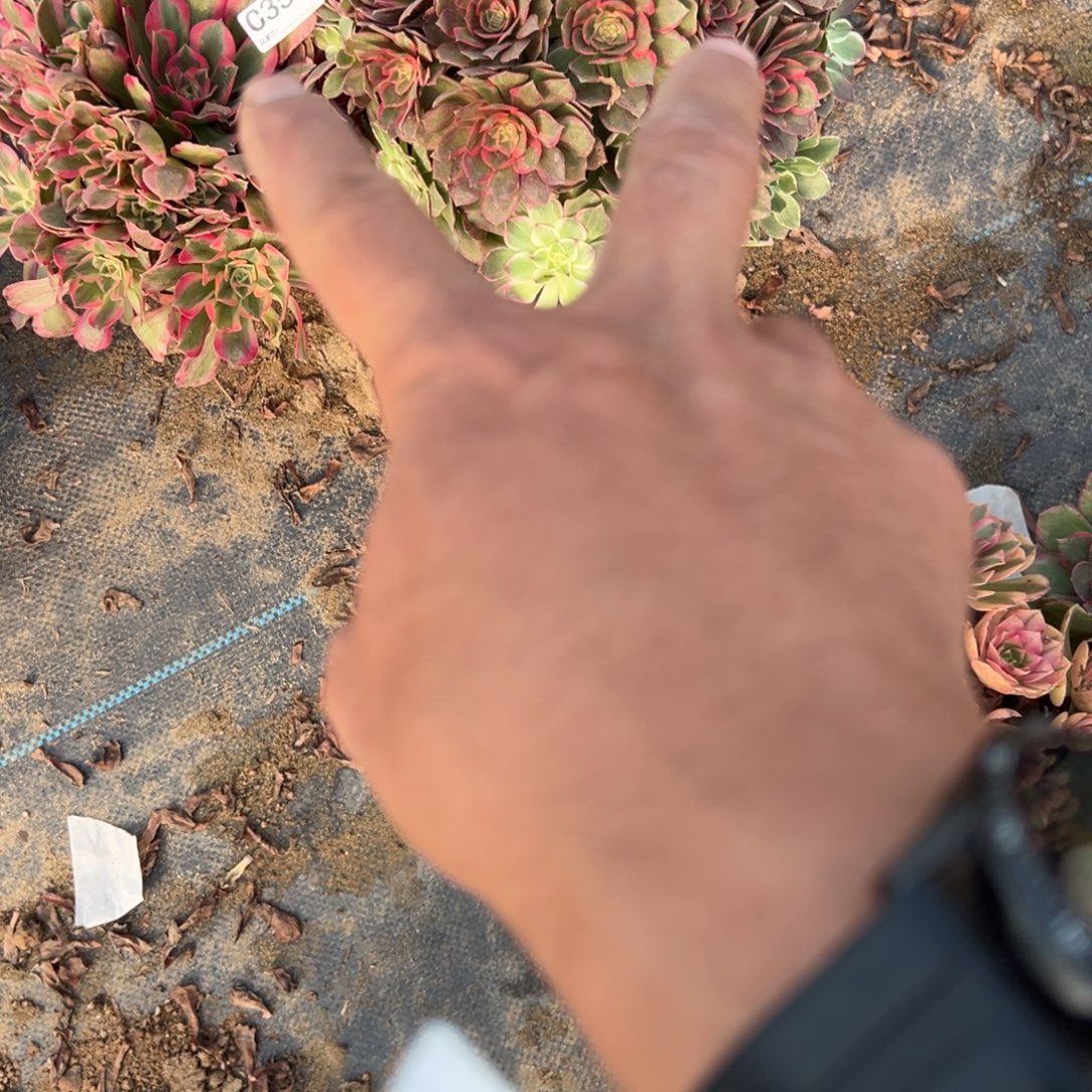 @***步351两颗组合多肉植物法师