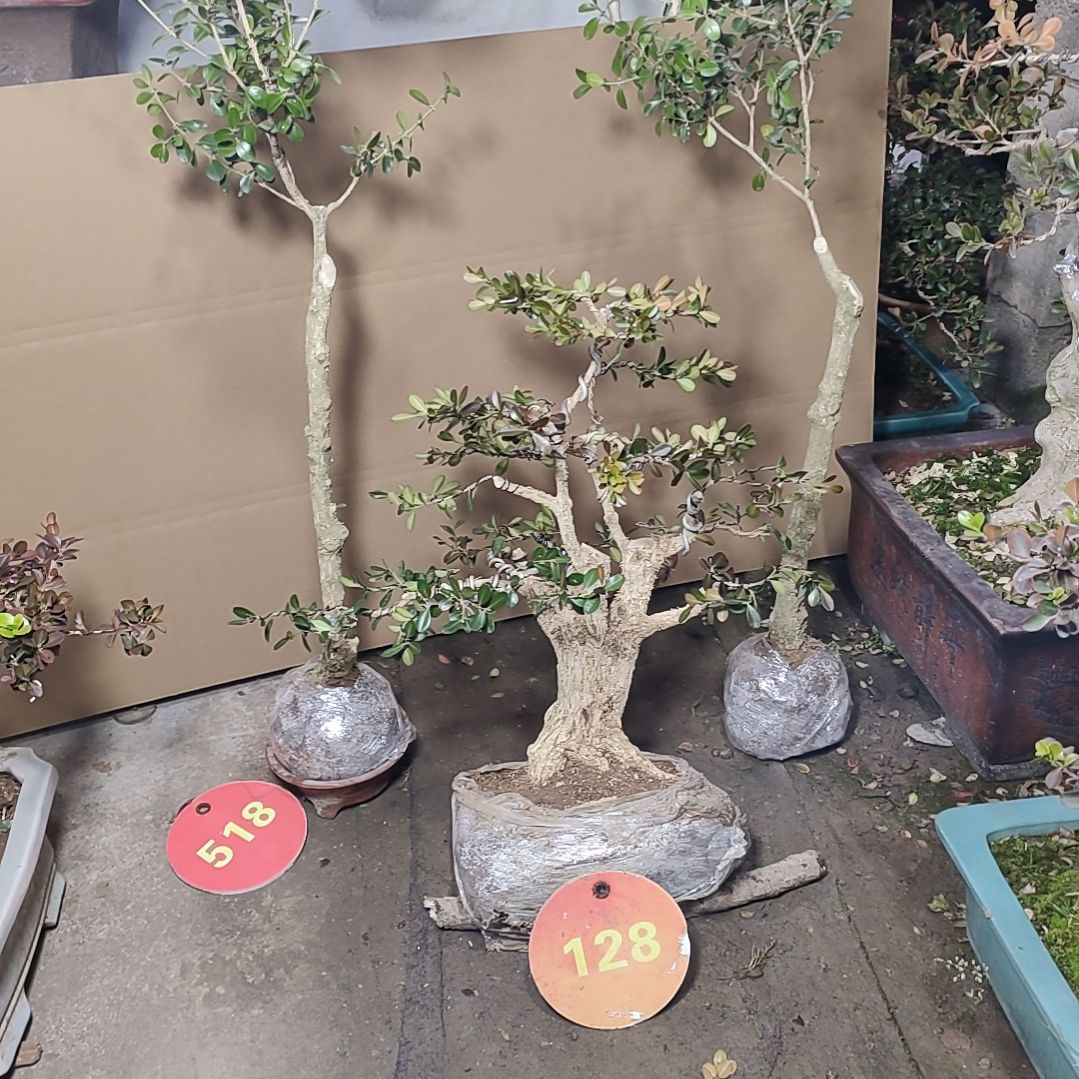 当前无花栽培后可以开花