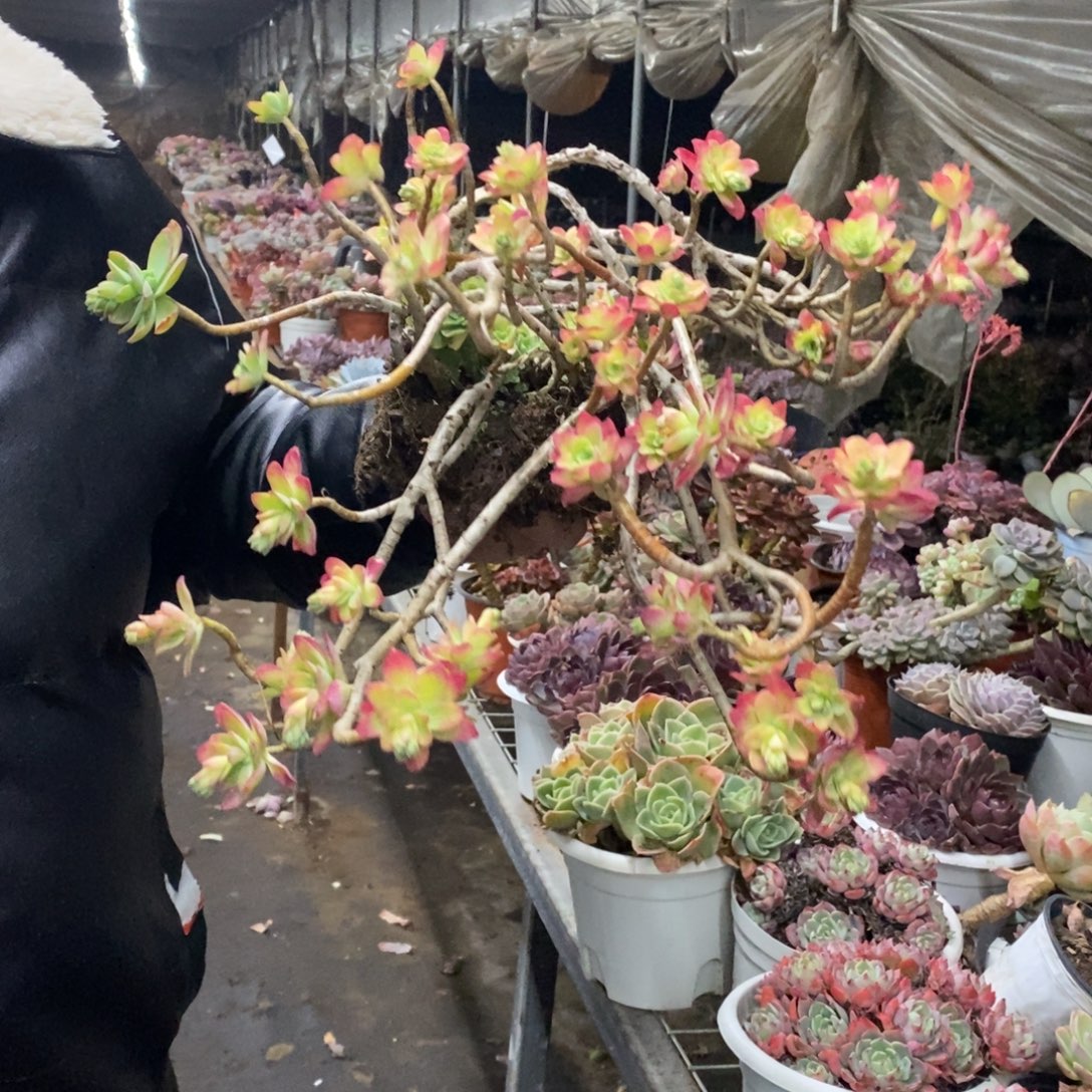 清扬薄化妆大盆飘枝老桩