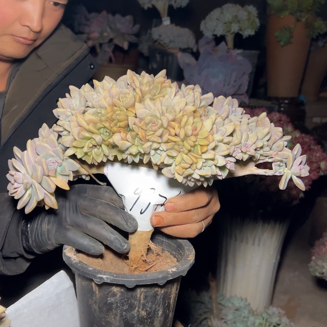 喜***吖淡雪多肉一物一拍