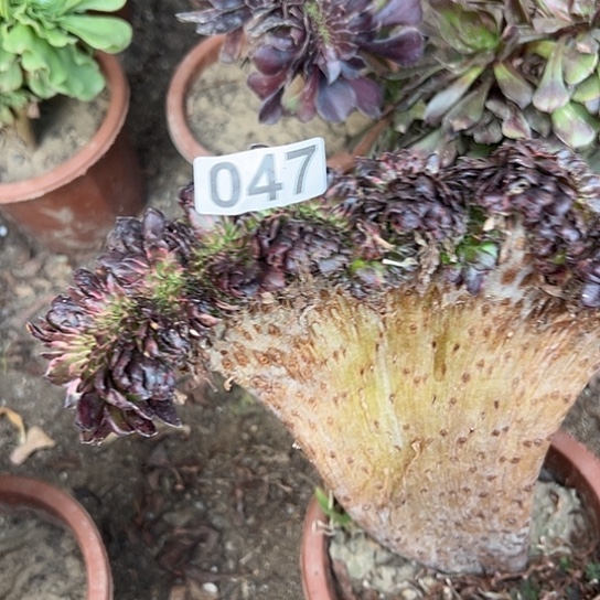 董***厨多肉植物一个法师047