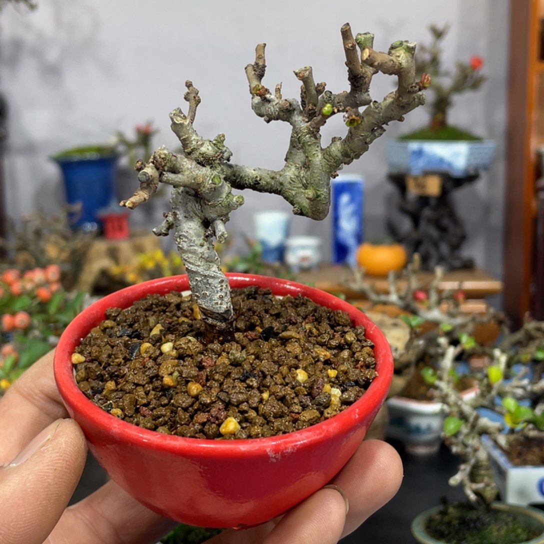 当前无花栽培后可以开花进口红花一号长寿梅