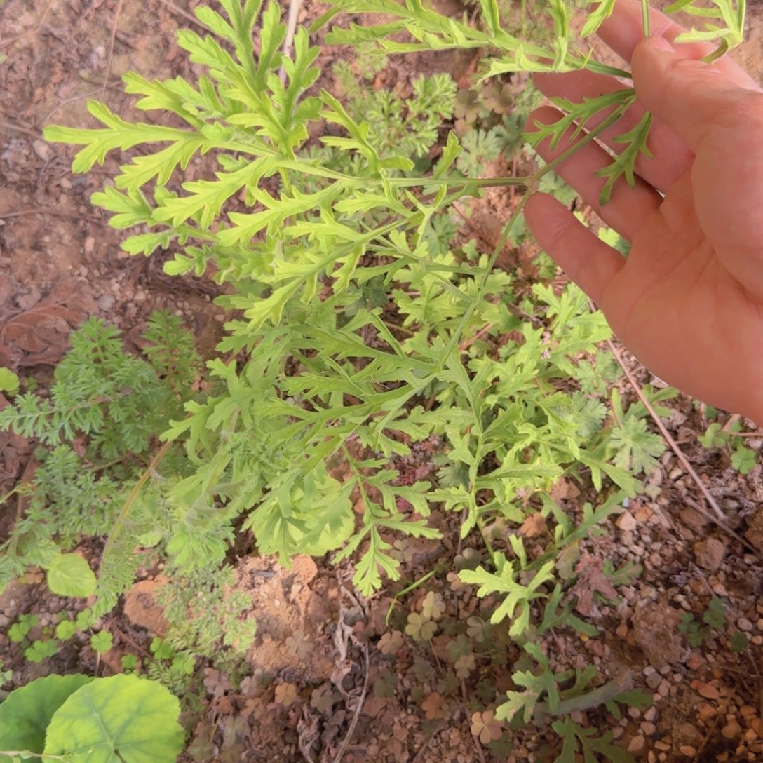 锦***川块根植物块根植物