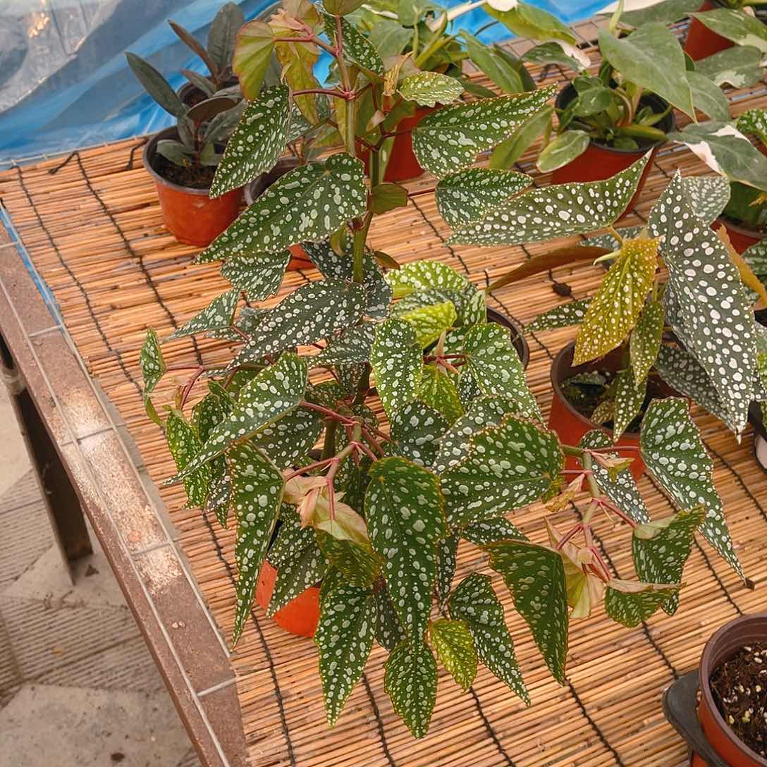 完全开放星秋海棠一物一拍