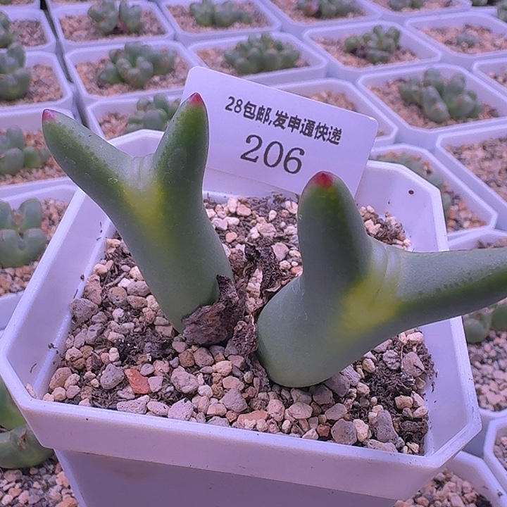 206今生今世金黄色。   