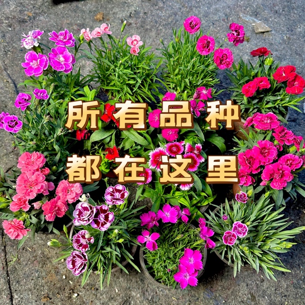 多品种石竹盆栽耐寒耐热庭院花园四季开花