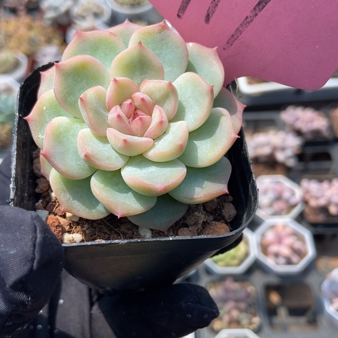 117多肉植物百科