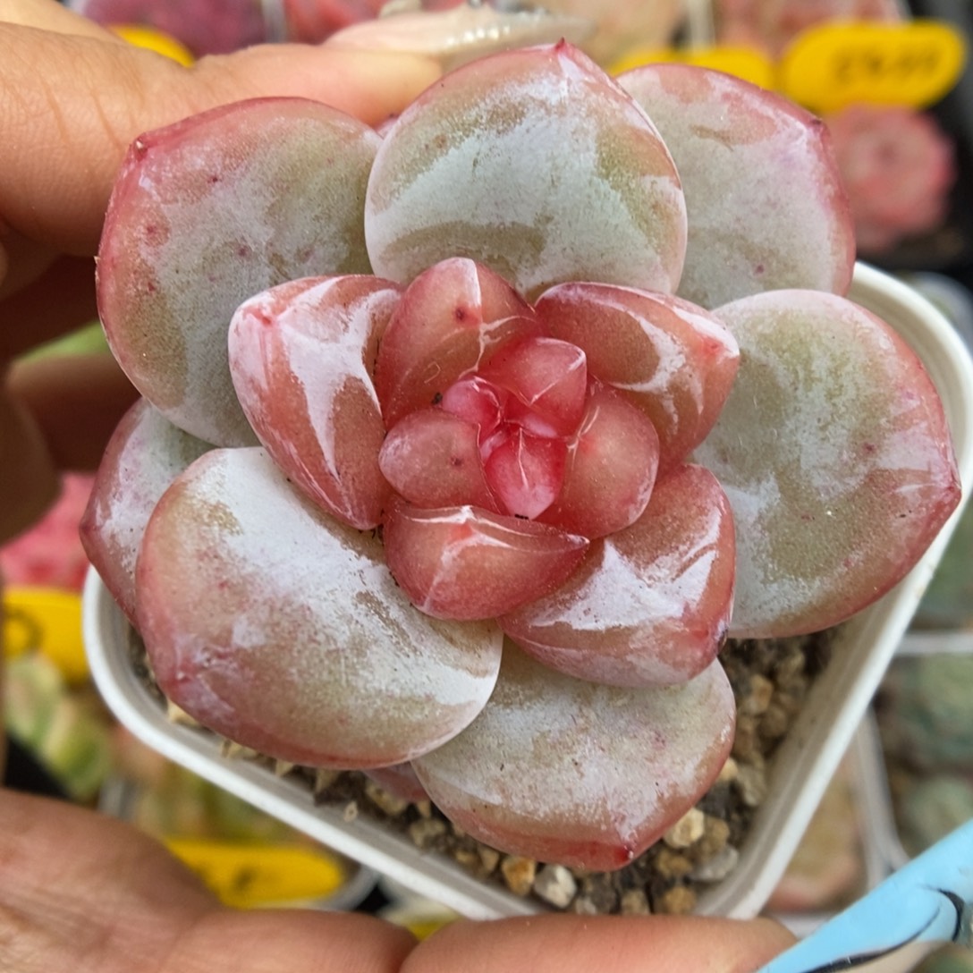 宝石心珍妮可拍675号