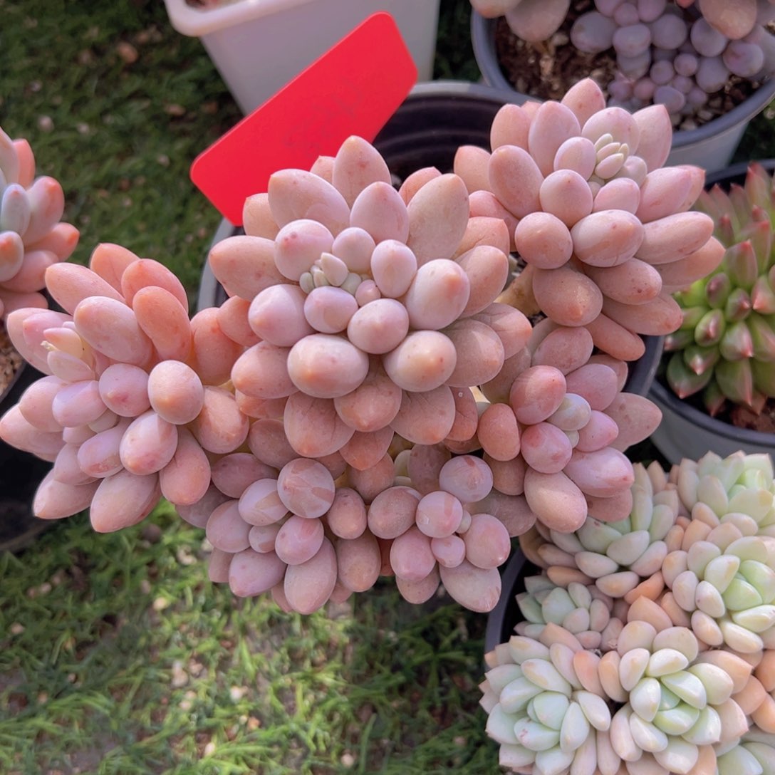 香玉的故事是一个人的故事吗