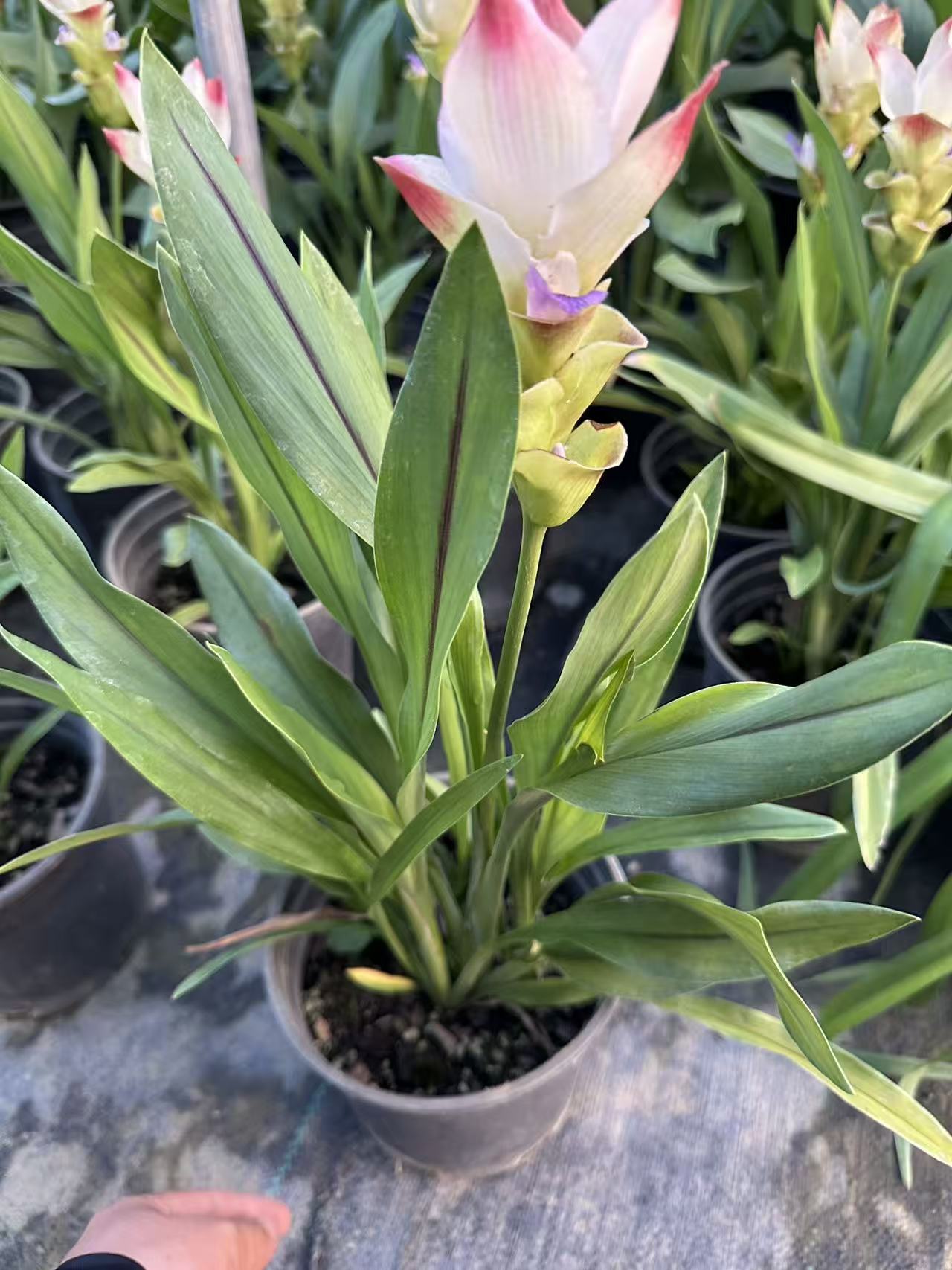 姜荷花，荷兰菊，风雨兰等绿植盆栽四季常青好养适合庭院阳台种植