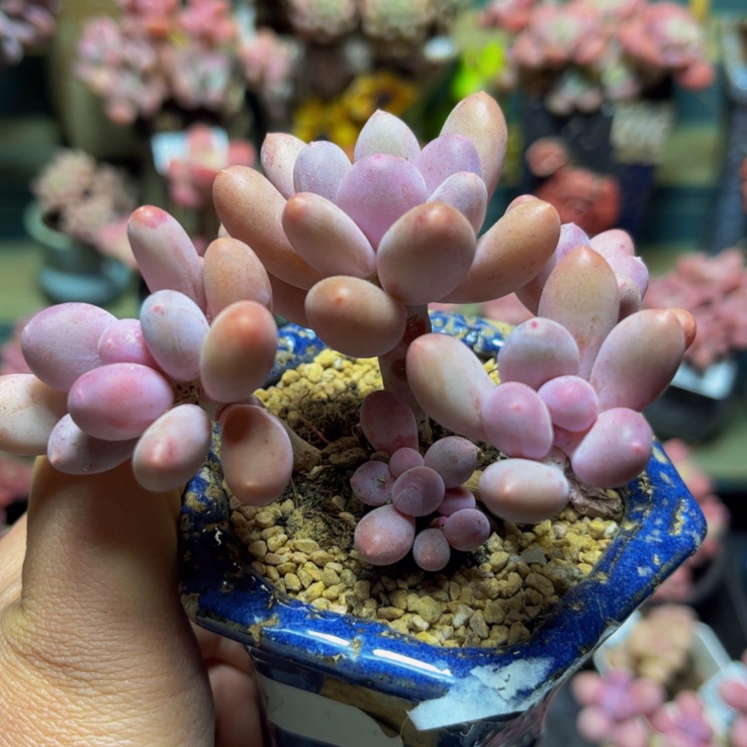 367蛋黄奶10厘米多肉