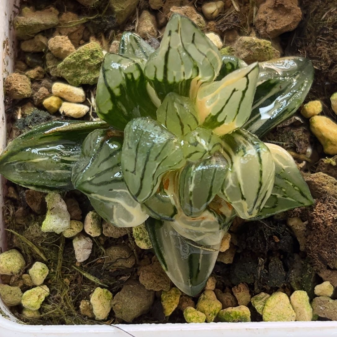 8西瓜寿锦（叶片有伤介意勿拍）福利专场