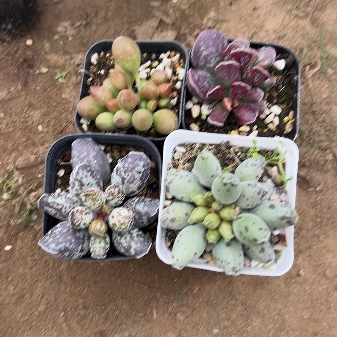 多肉植物水泡组合