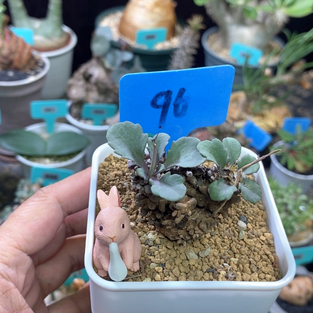 产地装甲厚炖菊多肉植物