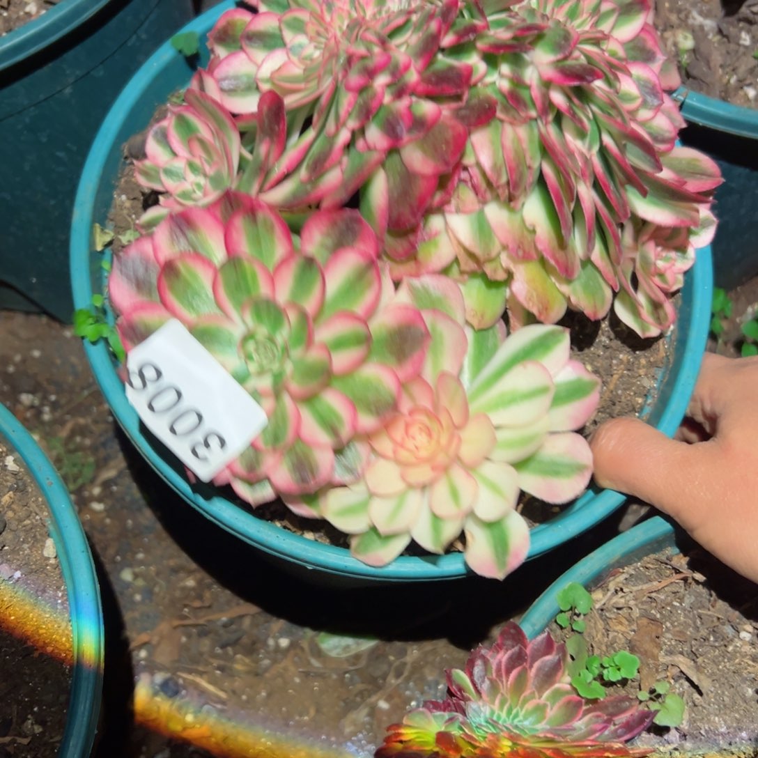 3008 号多肉法师植物新年福利