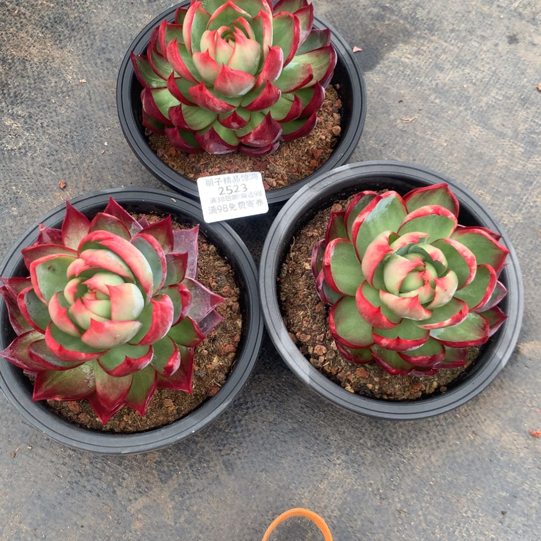 燕***惜2523一物一拍3颗10厘米