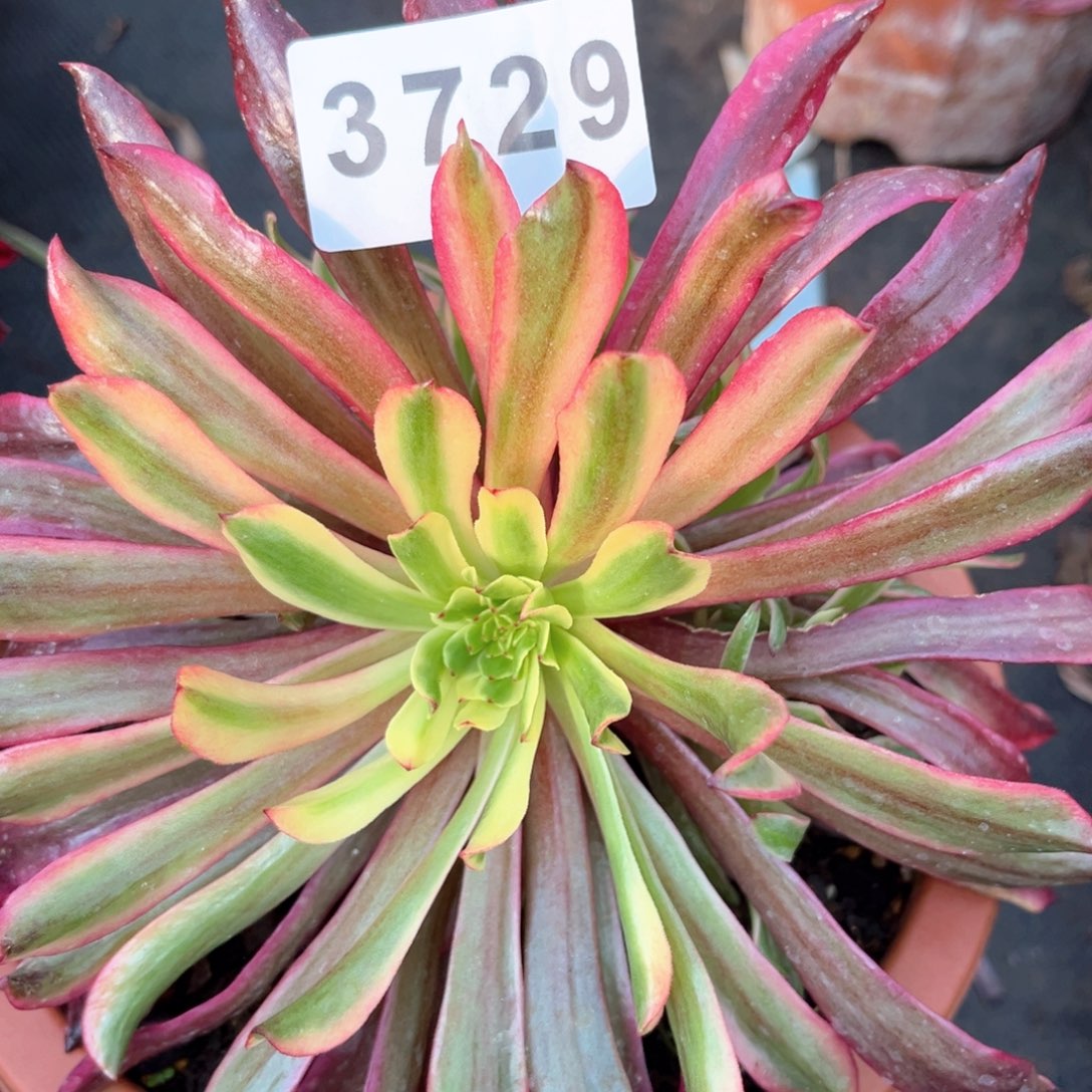 云端多肉发货发货